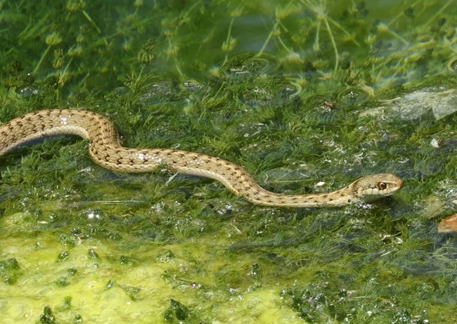 A skinny, light tan snake with dark spots and pale yellow stripes running the length of its body swims through green algae.