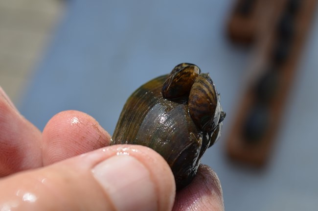 A hand holds up a native fatmucket mussel whose shell is covered with invasive zebra mussels.