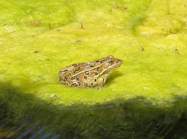 A greenish-tan frog with prominent dark spots sits atop bright green algae.