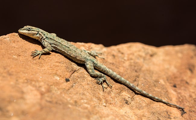 A greenish lizard with a pale mouth rests on a red rock.
