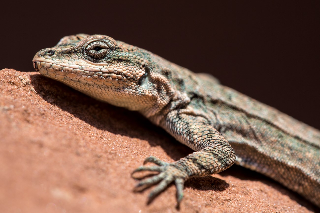 A close up headshot of what is likely an ornate tree lizard.