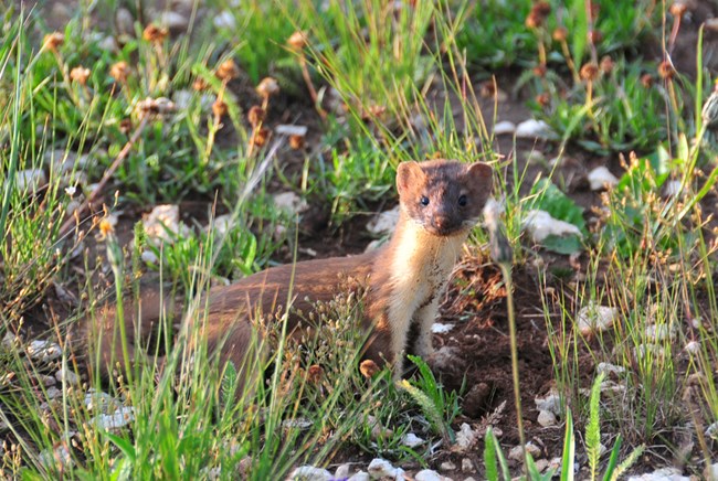 A skinny brown weasel with a pale yellow belly peers out of the grass.