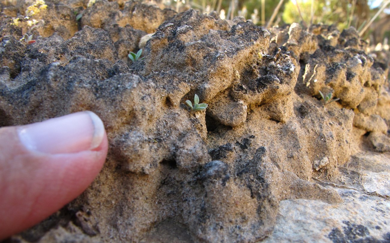 A finger points to a shelf of brown microbiotic soil crusts with green plants smaller than a fingernail sprouting from it.