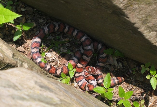 A gray snake with reddish colored blotches ringed in black is coiled between two rocks.