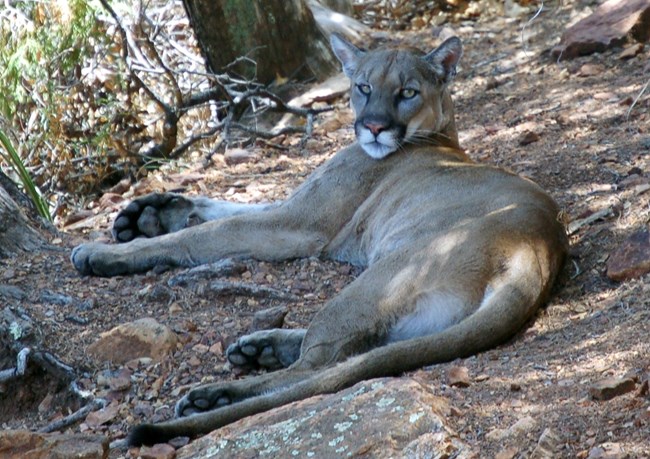 A large, tan-colored cat, similar in size and appearance to a leopard, lounges in the shade of some trees.