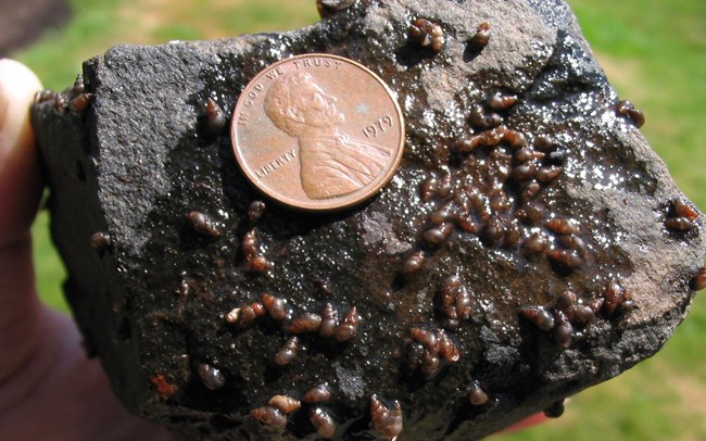 A rock covered in New Zealand mud snails with a penny for scale. The snails re about the width of the year written on the penny.