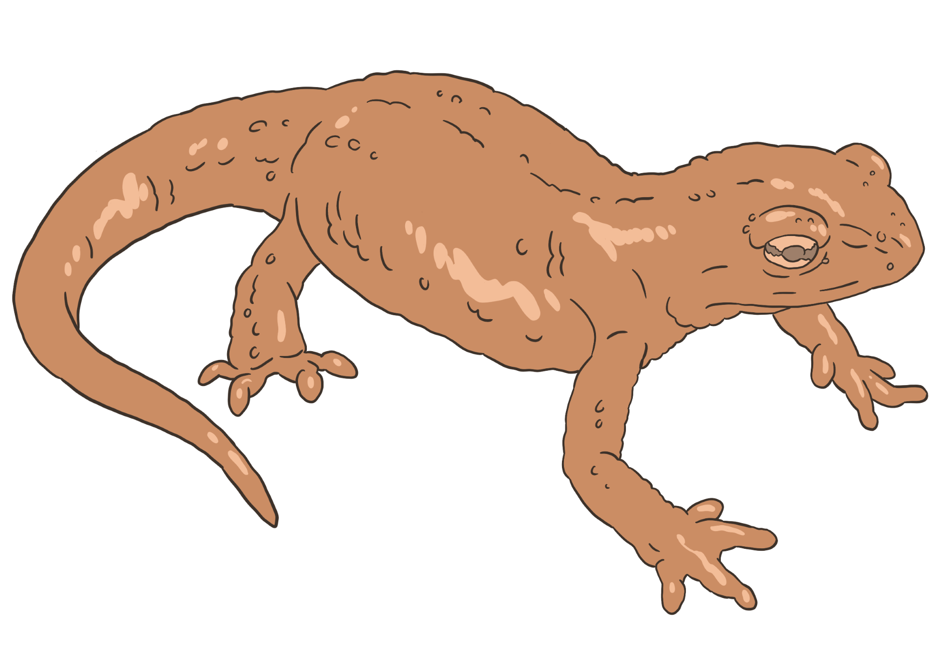A drawing of a kind of newt from the Late Jurassic preriod called Iridotriton hechti.
