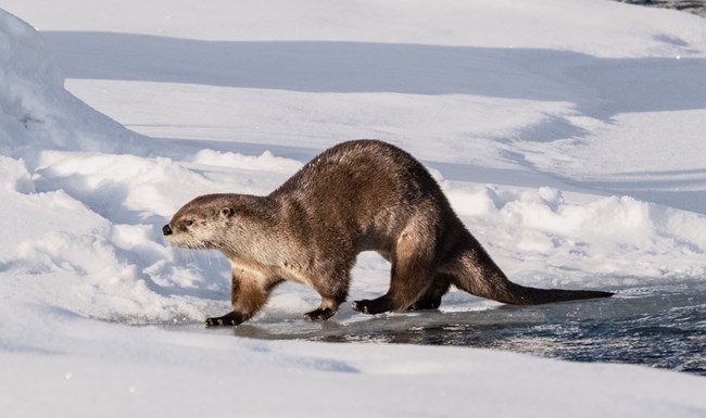 A large, muscular brown weasel walks along the snow-covered bank of a river.