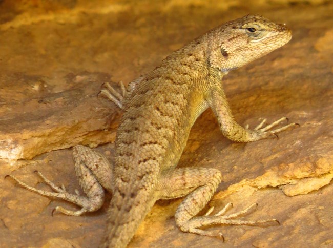 A yellow-brown lizard with brown patterns running down its back peers over its shoulder at the viewer.