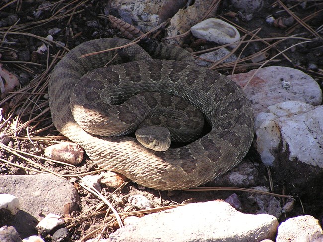A brown rattlesnake with dark brown blotches on its body sits coiled among some rocks in the shade of trees at Wind Cave National Park.