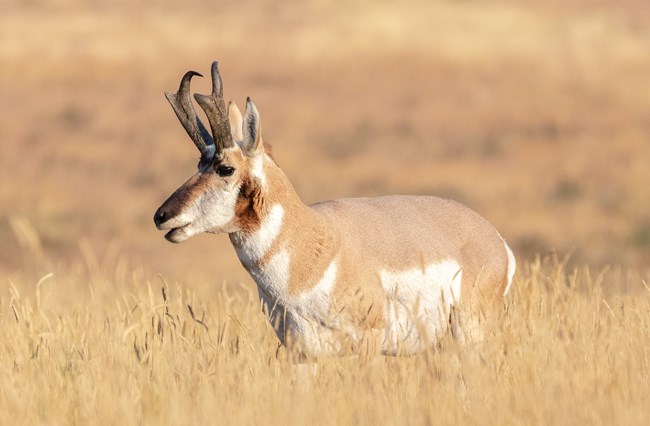A white and tan deer-like creature with a brown nose, and short, rectangular horns that curve at the top stands in dry grass.