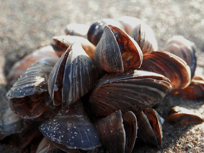 A cluster of quagga mussels together in the sand.