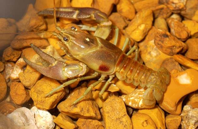 A yellowish-tan crayfish with a rusty red blotch on the side of its carapace.