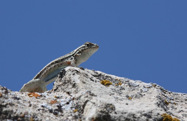 A grayish-brown lizard with a black dot on its shoulder, rusty coloring beneath the arm, and a black stripe running the length of its body.