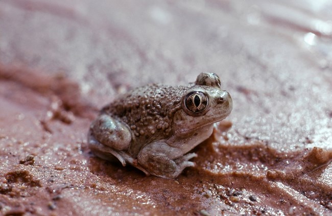 A grayish-tan toad with bumpy skin and large eyes with horizontal pupils sits in sandy mud.