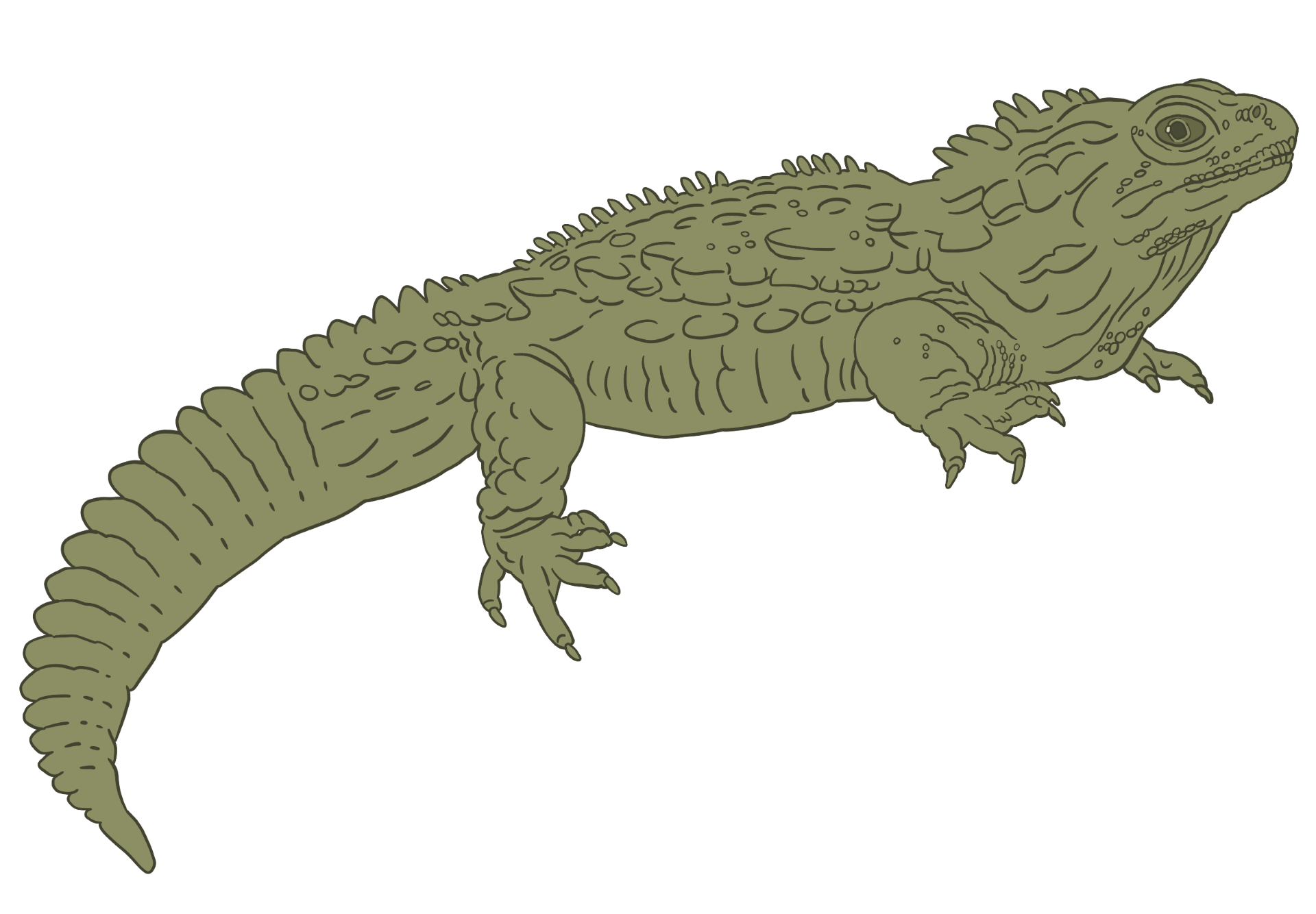A drawing of a opisithius rarus, a kind of lizard-like reptile called a sphenodont. The drawing is heavily based on a tuatara.