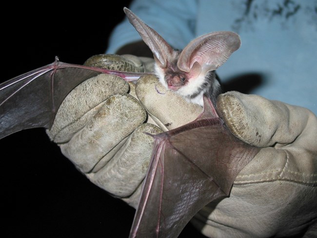 A pair of gloved hands hold a bat with large, oval shaped ears, white fur trimming its face, and leathery wings.