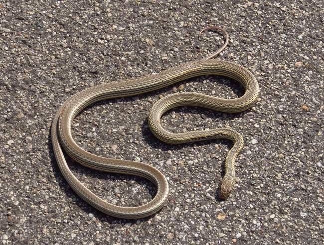 A light brown snake with pale yellow stripes running the length of its body rests on pavement. The last few inches of its tail are pinkish in color.