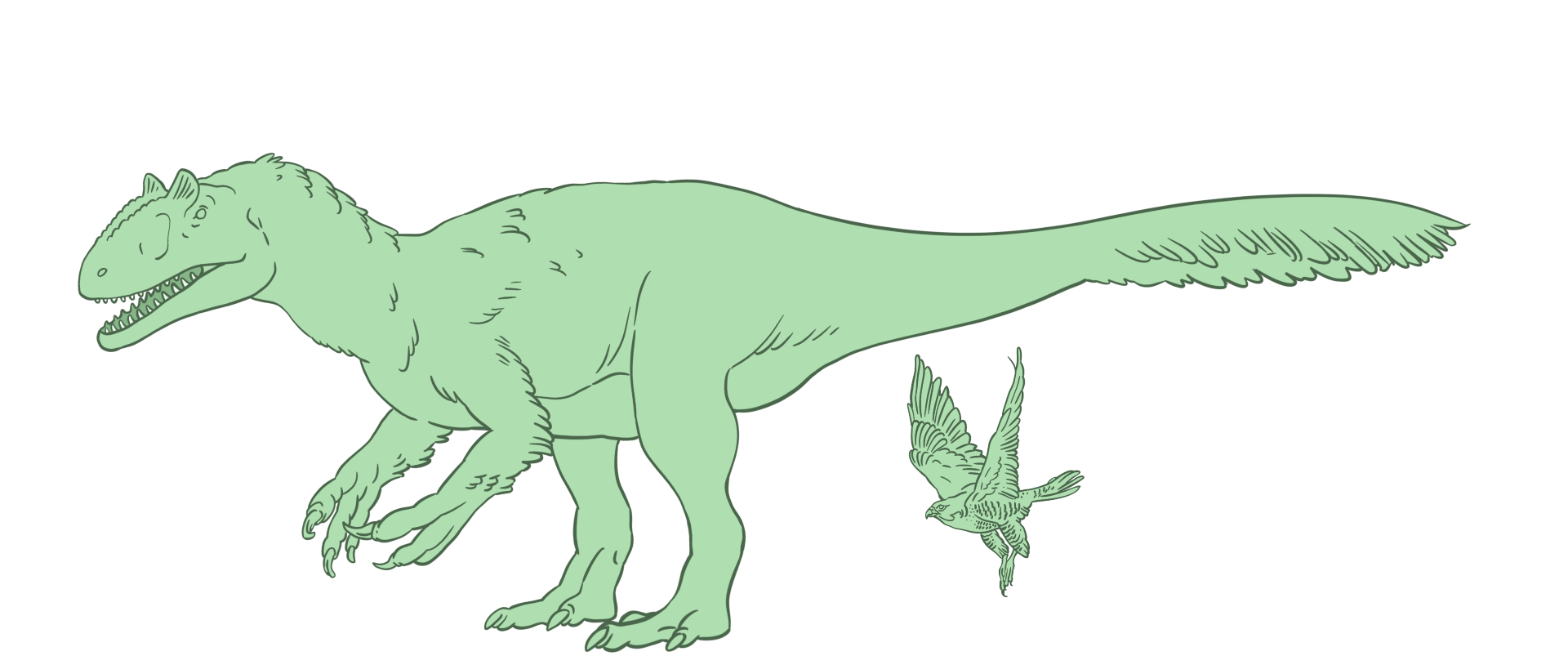 A drawing of a sharp-toothed, two legged meat eater with small clawed arms. Beneath it is a drawing of a peregrine falcon in flight. Both of these are theropod dinosaurs.