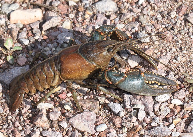 A brown virile crayfish sitting on pebbles.