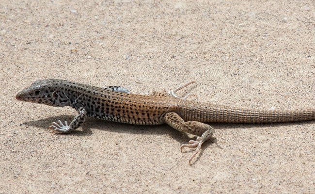 A black-spotted lizard with a gray-brown front end and reddish-brown back end rests on concrete.