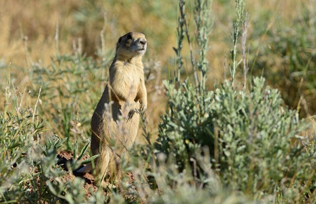 An alert white-tailed prairie dog perches on hind legs at the edge of a burrow, surrounded by plants.