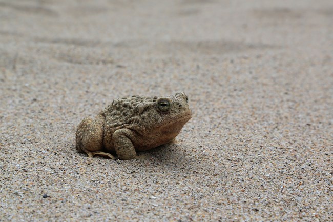 A tan colored toad with bumpy skin and horizontal eyes squatting in tan colored sand.
