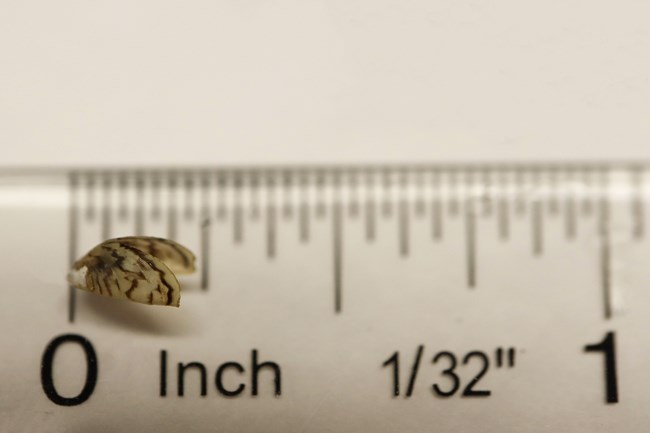 A striped zebra mussel sitting on the edge of a ruler. It's only a quarter inch long.