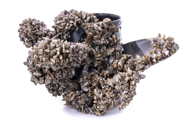 A boat propeller entirely covered by invasive zebra mussels that have adhered to its surface.