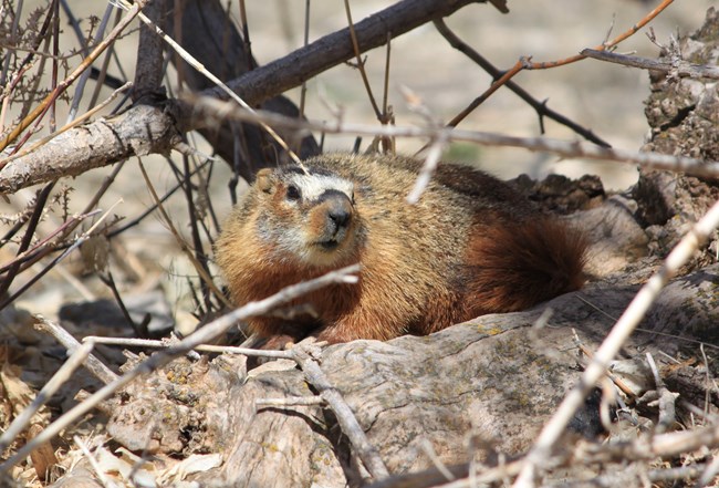 A soccer ball-sized rodent with gold and gray fur, a reddish bushy tail, and a white patch between the eyes sits atop tree roots.