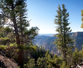 Montane forest at Dinosaur National Monument.