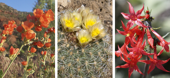 Orange globemallow, hedgehog cactus with yellow flowers, and scarlett gilia.