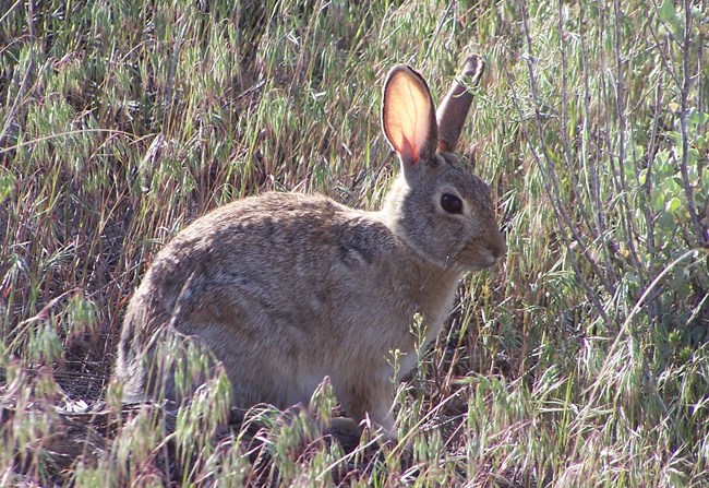 Light shines through the ears of a small, gray and tan rabbit with dark eyes sitting in the grass.
