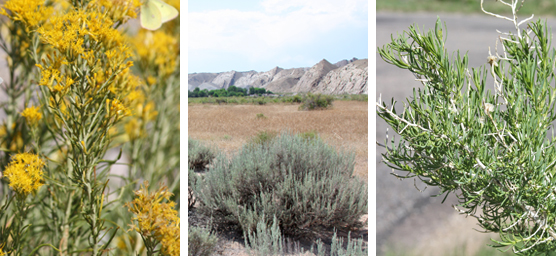 Shrubs at Dinosaur NM: rabbitbrush, big sagebrush, greasewood.