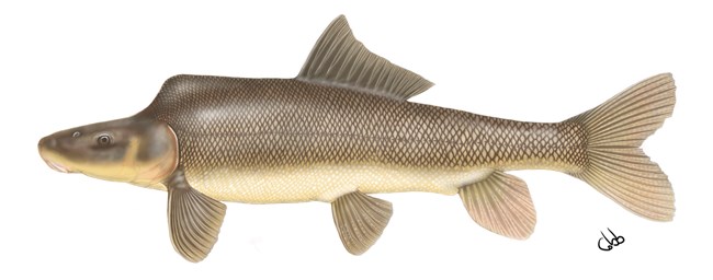 An illustration of an olive green fish with a yellow belly and a raised hump behind its head.