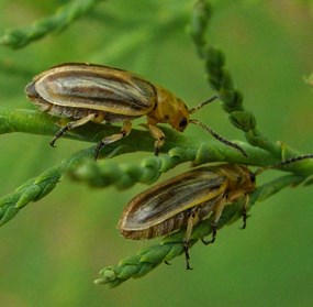 Two northern tamarisk beetles (Diorhabda carinulata)