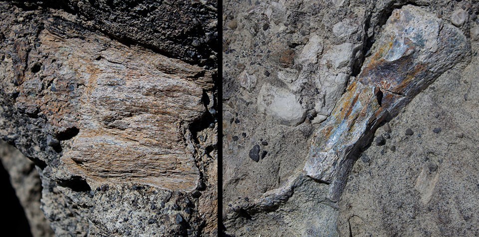 Collage of two photos showing fragments of fossils encased in a grayish rock. Left image is non-descript, squarish fragment. Right image is of a small leg bone.