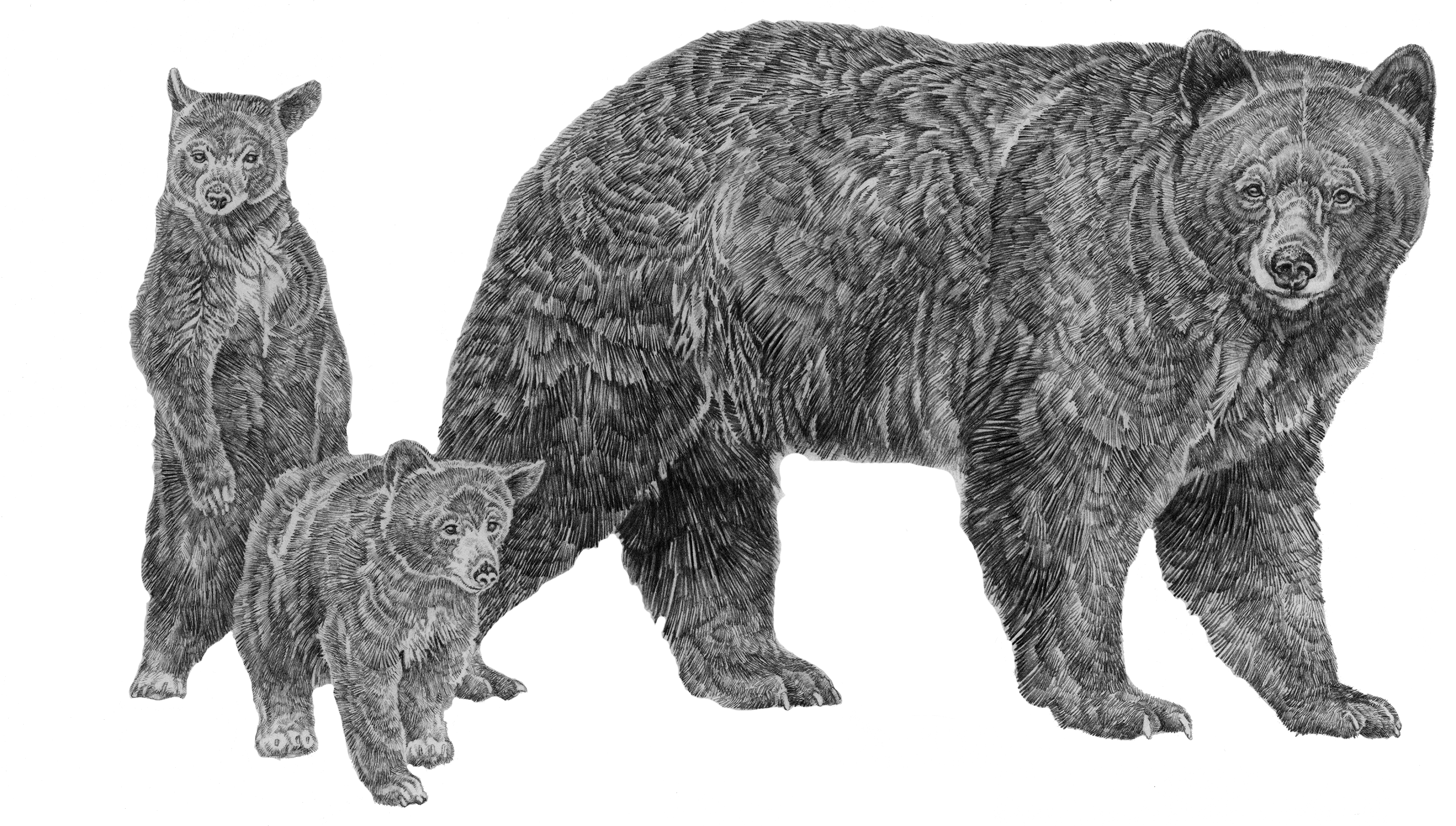 Line drawing of a mother black bear and two cubs standing to her left