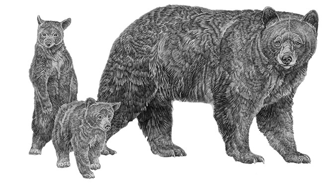 Drawing of a mother black bear with two cubs