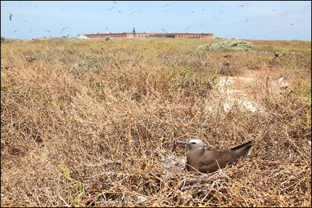 Brown noddy on Bush Key