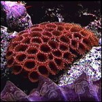 Coral growing beneath the waters of Dry Tortugas National Park