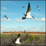 Birds at Dry Tortugas National Park