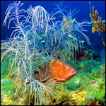 Underwater scene at Dry Tortugas National Park