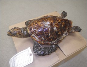 Sea turtle confiscated by Operation Wild Web