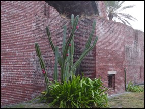 Night-blooming cereus cactus on Garden Key