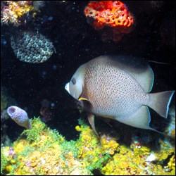 Gray angelfish with characteristic flat shape