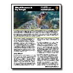 Dry Tortugas Natural Resources