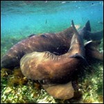 Nurse sharks at Dry Tortugas National Park