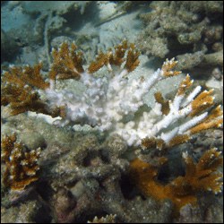 Bleaching of staghorn coral