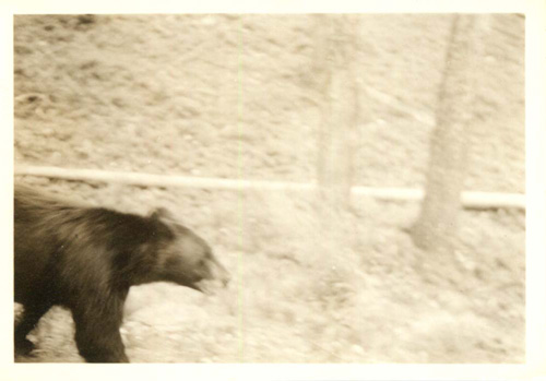 Bear walking through woods